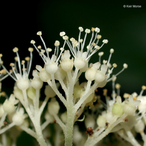 Image of ashy hydrangea