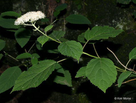 Image of ashy hydrangea