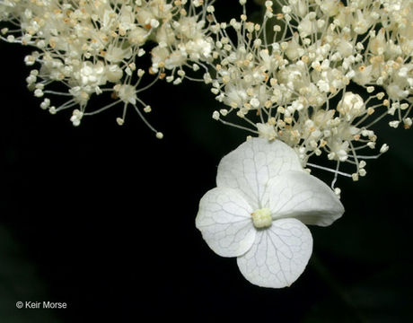 Imagem de Hydrangea cinerea Small