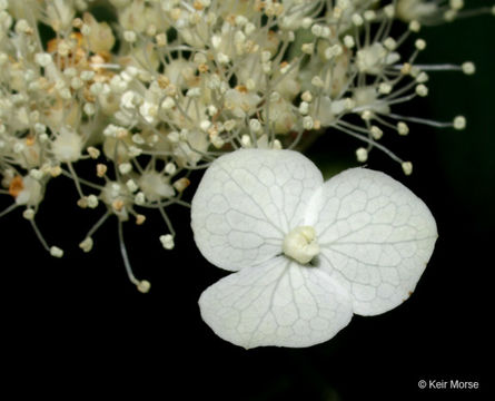 Imagem de Hydrangea cinerea Small