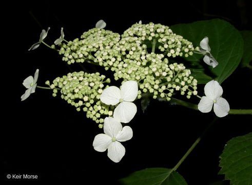 Image of ashy hydrangea