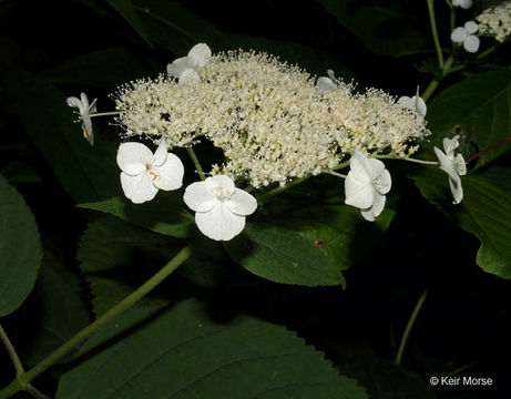 Image of ashy hydrangea