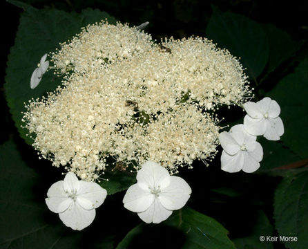 Image of ashy hydrangea