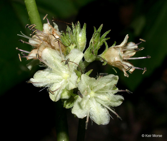 Hydrophyllum canadense L.的圖片