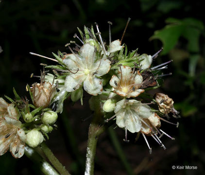 Image of bluntleaf waterleaf