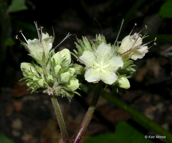 Hydrophyllum canadense L.的圖片