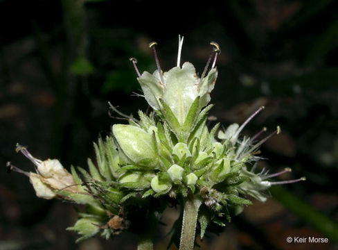 Image of bluntleaf waterleaf