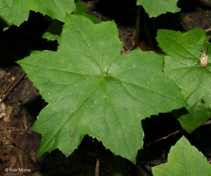 Image of bluntleaf waterleaf