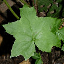 Image of bluntleaf waterleaf