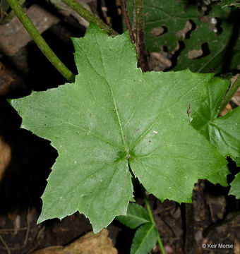 Image de Hydrophyllum canadense L.