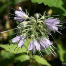 Sivun Hydrophyllum virginianum L. kuva