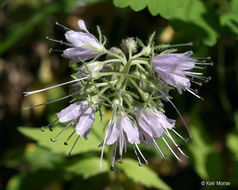 Image of eastern waterleaf