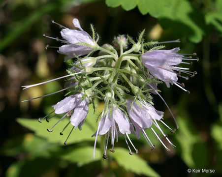 Image de Hydrophyllum virginianum L.