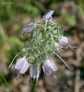 Image of eastern waterleaf