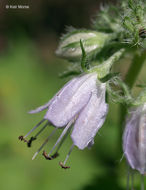 Image of eastern waterleaf