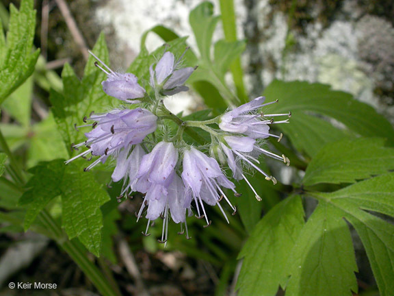 Image of eastern waterleaf