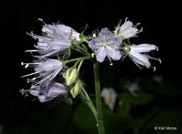 Image of eastern waterleaf