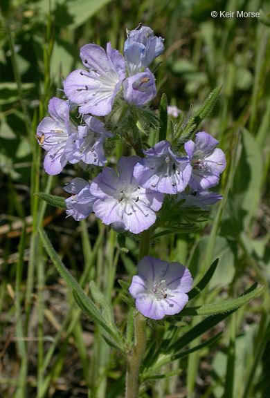 Image of threadleaf phacelia