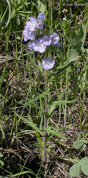 Image of threadleaf phacelia