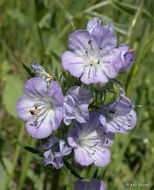 Image of threadleaf phacelia