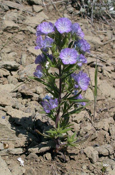 Image of threadleaf phacelia