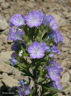 Image of threadleaf phacelia