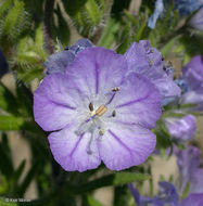 Image of threadleaf phacelia