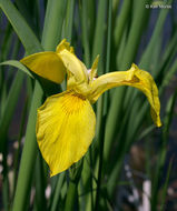 Image of yellow flag, yellow iris