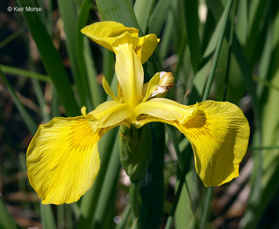 Image of yellow flag, yellow iris