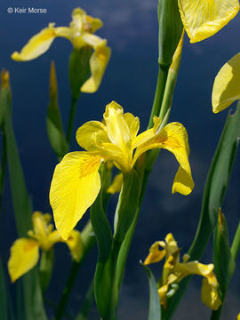 Image of yellow flag, yellow iris