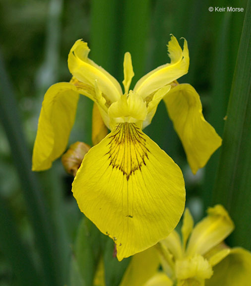 Image of yellow flag, yellow iris