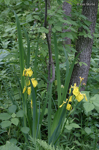 Image of yellow flag, yellow iris