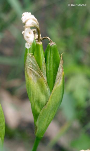 Image of yellow flag, yellow iris