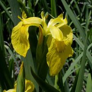 Image of yellow flag, yellow iris