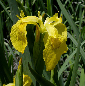 Image of yellow flag, yellow iris