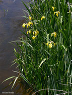 Image of yellow flag, yellow iris