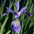 Image de blue flag iris versicolore