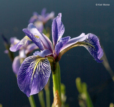 Image de blue flag iris versicolore