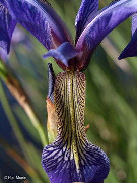 Image of blue flag