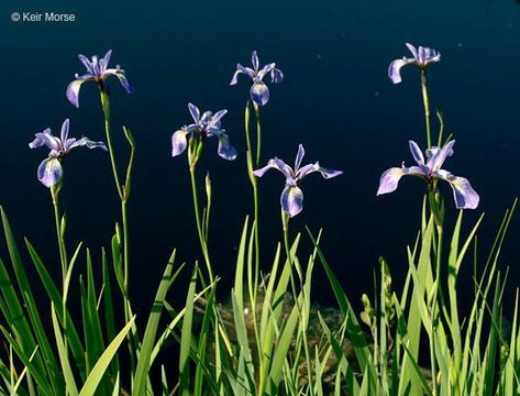 Image de blue flag iris versicolore