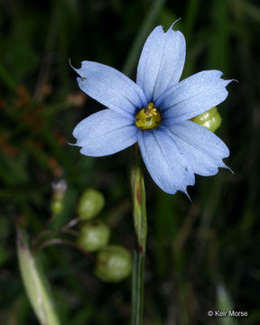 Image of narrowleaf blue-eyed grass