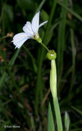 Image of narrowleaf blue-eyed grass