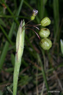 Image of narrowleaf blue-eyed grass