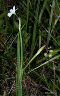 Image of narrowleaf blue-eyed grass