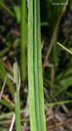 Image of narrowleaf blue-eyed grass