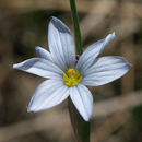 Image of prairie blue-eyed grass