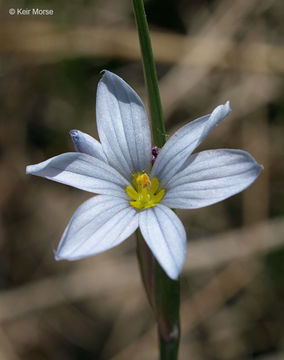 Image of prairie blue-eyed grass