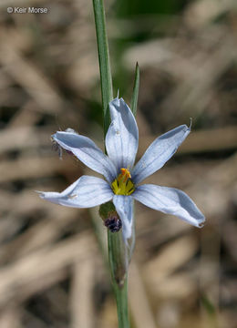 Image of prairie blue-eyed grass