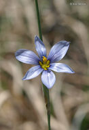 Image of prairie blue-eyed grass