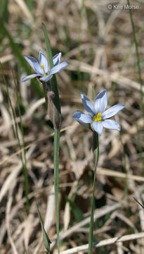 Imagem de Sisyrinchium campestre E. P. Bicknell